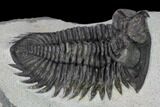 Coltraneia Trilobite Fossil - Huge Faceted Eyes #153976-5